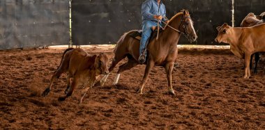 Bir at ve bir binici batı stili binicilik kesme yarışmasında buzağıları güder.