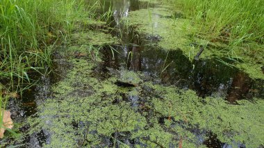 Ormanın sulak arazilerindeki ekosistemde su yosunları kaplıydı.