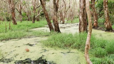 Ormanın sulak arazilerindeki ekosistemde su yosunları kaplıydı.