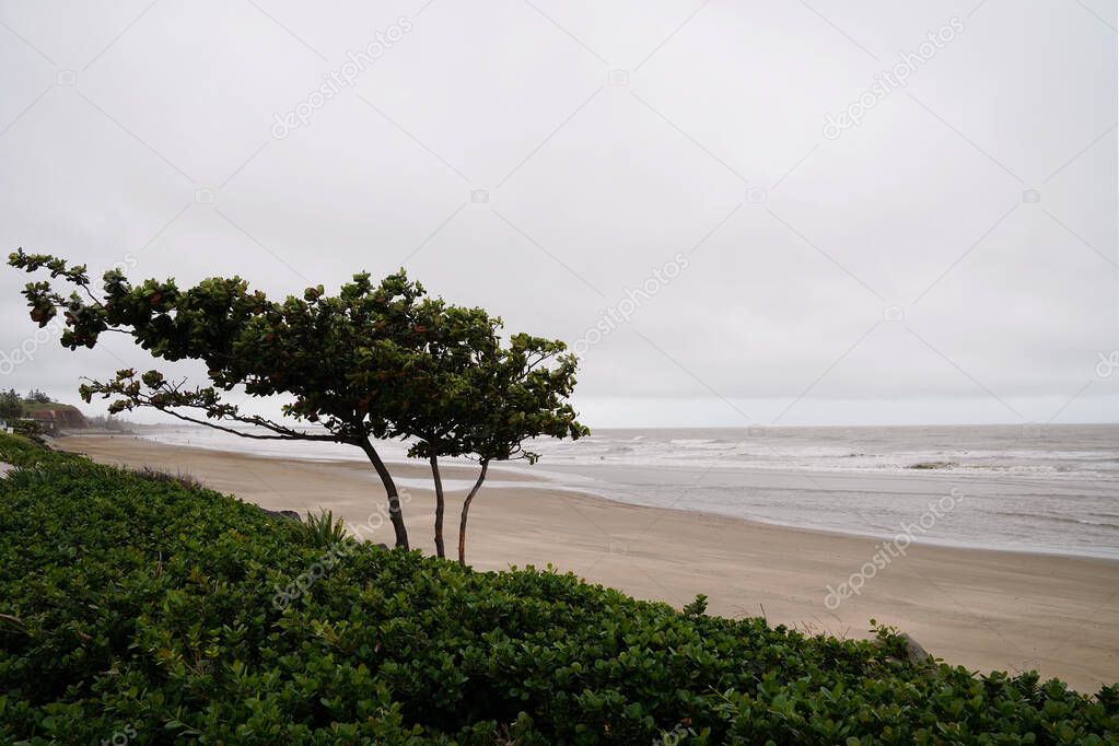 A tree on the beach blowing in the strong wind coming in off the ocean on an overcast rainy day