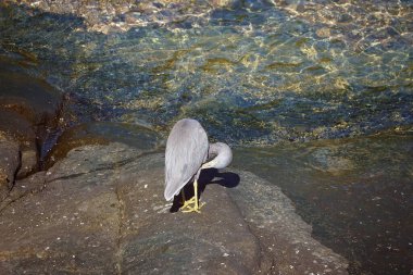 A white-faced heron standing on a rocky bank beside sea water pecking its feathers