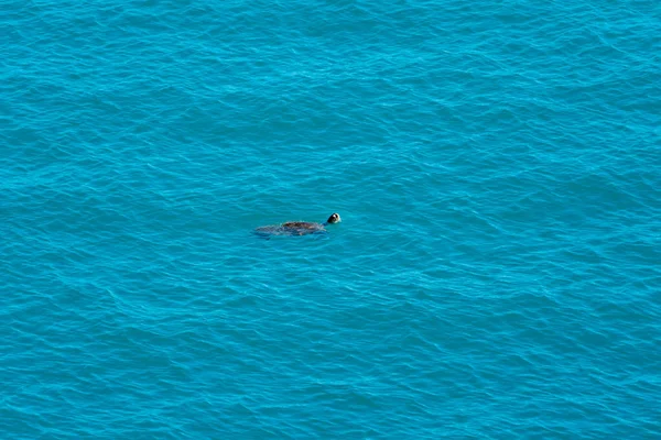 Turtle Swimming Clear Blue Sea Water Only Its Head Visible — ストック写真