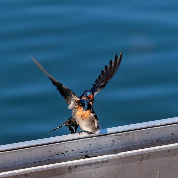 Two welcome swallows, one objecting to the presence of the other as they perch on a railing with a blue water background