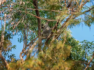 Doğal ortamında bir ağacın dalında oturan Avustralyalı bir koala, Whites Hill Reserve Brisbane 'deki okaliptüs ormanı.