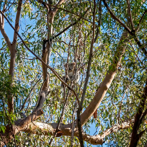 澳大利亚树袋熊栖息在其自然环境中的树枝上 这就是布里斯班白山保护区的桉树林 — 图库照片