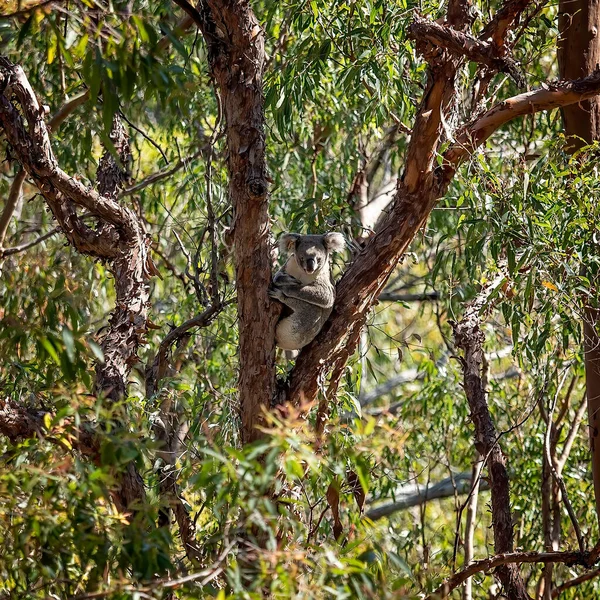 Australijska Koala Siedząca Gałęzi Drzewa Jego Rodzinnym Środowisku Las Eukaliptusowy — Zdjęcie stockowe