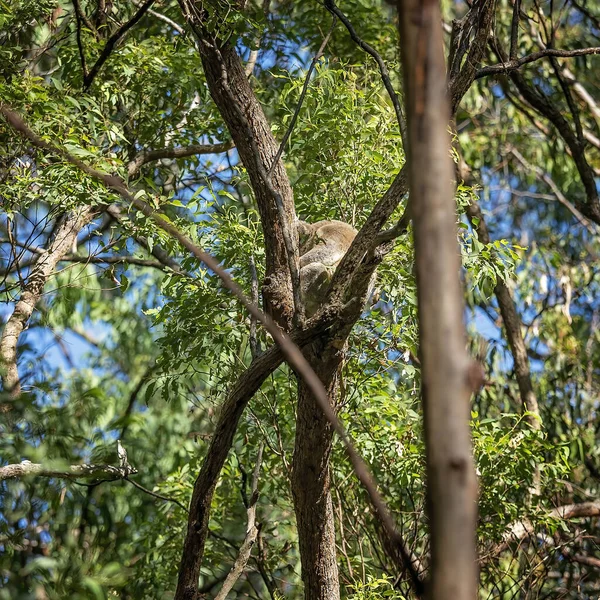 Австралийская Коала Сидящая Ветке Дерева Родной Среде Эвкалиптовый Лес Заповеднике — стоковое фото