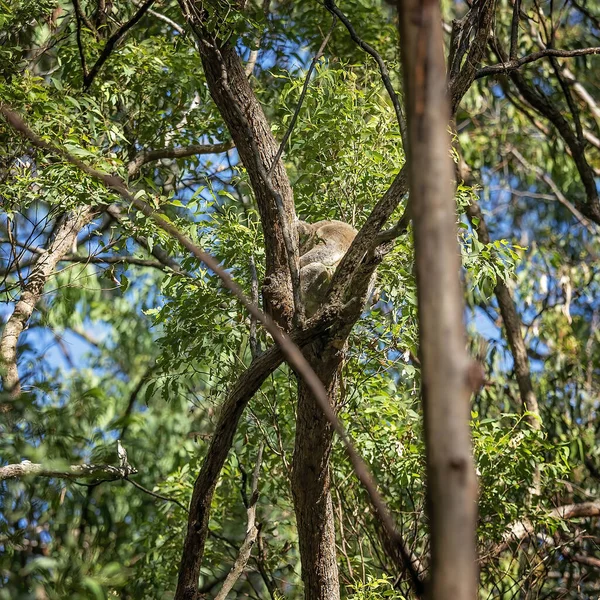 Australský Koala Sedí Větvi Stromu Jeho Rodném Prostředí Eukalyptový Les — Stock fotografie