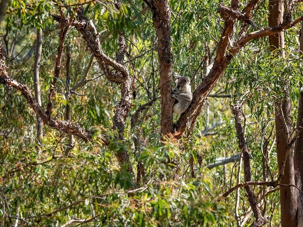 Australský Koala Sedí Větvi Stromu Jeho Rodném Prostředí Eukalyptový Les — Stock fotografie