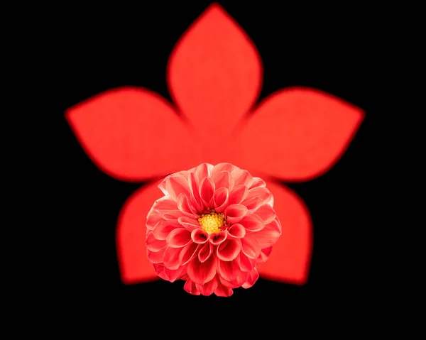 Dália Virág Ellen Piros Virág Alakú Háttér Fekete — Stock Fotó