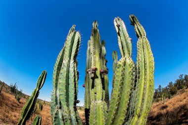 Mavi gökyüzüne karşı kaktüs dikenli armut balık gözü merceğiyle fotoğraflandı.