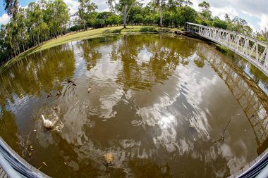 Ördekler, yüzen kaplumbağalar ve balık gözü merceğiyle üretilen tahta kaldırım manzaralı bir göl.