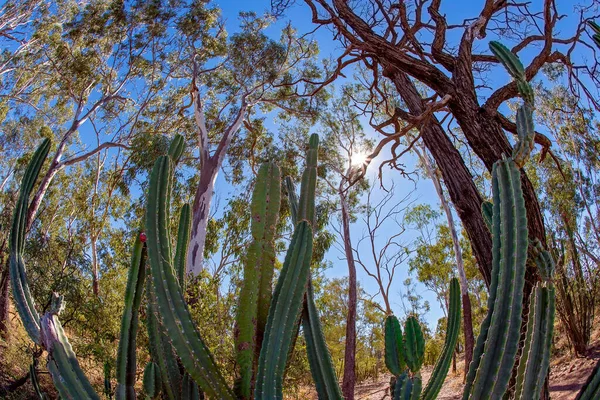 Cacti Crescendo Selvagem Parque Fossicking Erupção Solar Paisagem Com Lente — Fotografia de Stock