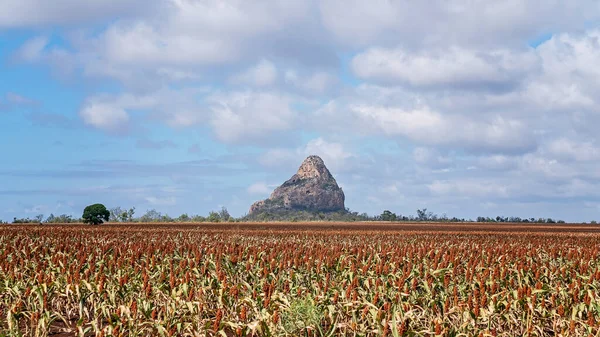 Wolfgang Peak Près Clermont Australie Avec Champ Sorgho Premier Plan — Photo