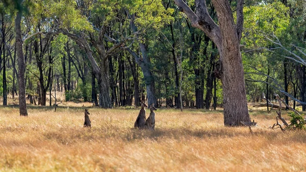 Drie Kangoeroes Zoek Naar Gevaar Hun Bosrijke Omgeving — Stockfoto