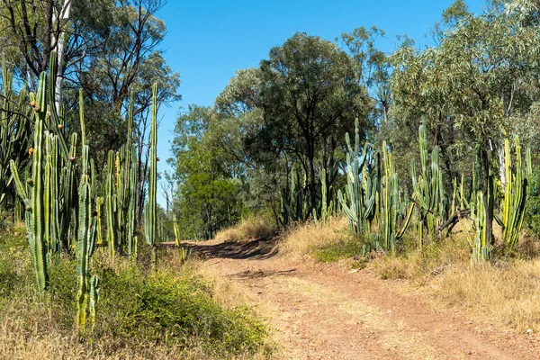 Track Field Cacti Growing Wild Bushland Environment — Stock fotografie