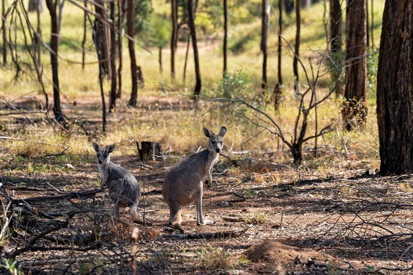 Two Australian Kangaroos Bushland Environment — Stock Photo, Image
