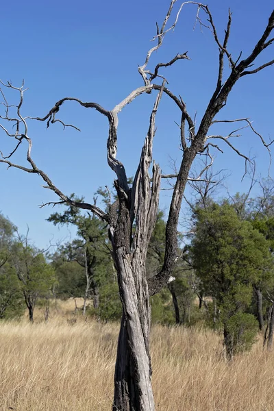Formes Intéressantes Écorce Branches Couvertes Vieil Arbre Mort Dans Brousse — Photo