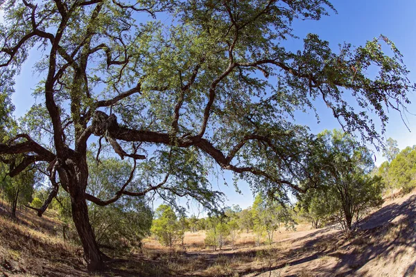 Knutna Och Vridna Grenar Ett Inhemskt Träd Den Australiska Landsbygden — Stockfoto