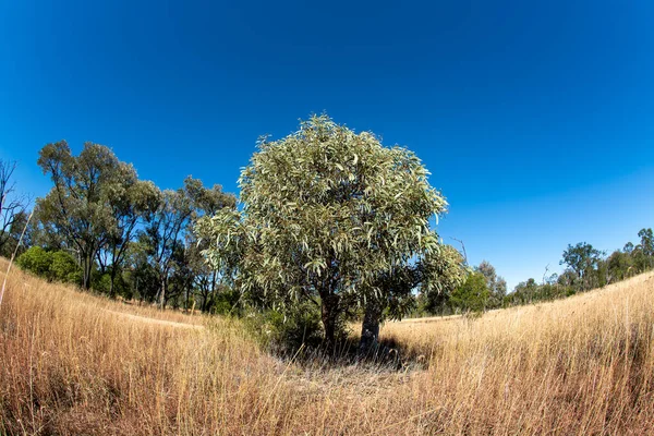 Uma Árvore Eucalipto Contra Céu Azul Claro Arbusto Australiano Paisagem — Fotografia de Stock