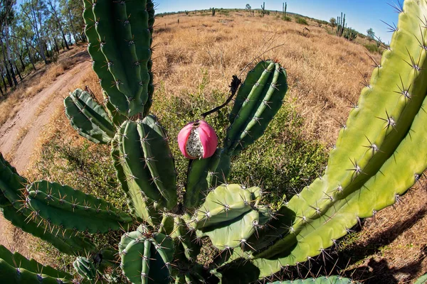 Close Das Frutas Sementes Cactos Mostrando Também Picos Afiados Paisagem — Fotografia de Stock