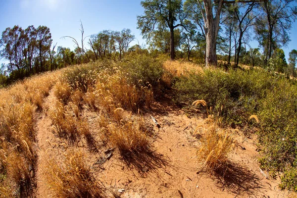 Wilde Grassen Onkruid Kleine Struiken Typisch Voor Australische Bush Landschap — Stockfoto