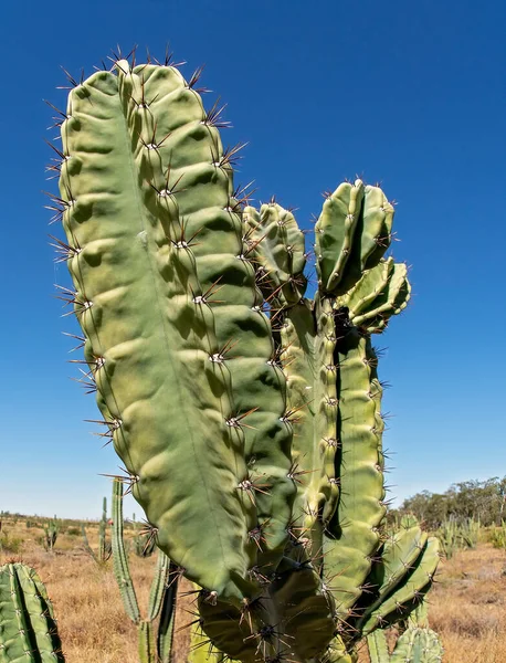 Nahaufnahme Der Ähren Einer Kaktusfeige Die Die Landschaft Vor Blauem — Stockfoto