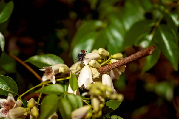 Uma Abelha Polinizando Flores Nos Jardins Botânicos — Fotografia de Stock