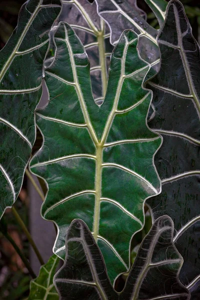 Sluiten Van Witgemarineerde Nachtschade Plant — Stockfoto