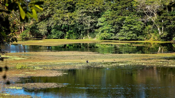 Cormorán Que Seca Los Humedales Los Jardines Botánicos Una Mañana — Foto de Stock