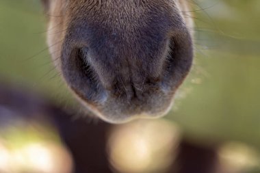 Meraklı, minyatür bir atın burnu.