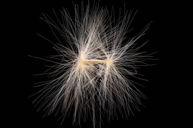 Macro image of a delicate white weed flower against a black background