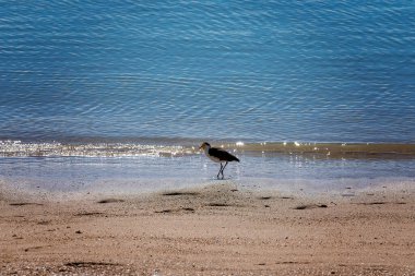 A plover walking on the seashore between the beach and the water which glistens in the sunlight