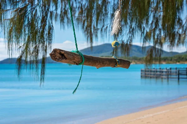 Een Driftwood Stok Gevormd Als Een Schommel Gespannen Onder Dennenbomen — Stockfoto