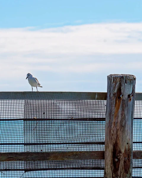 Seagull Standing Netted Swimming Enclosure Beach — Foto de Stock