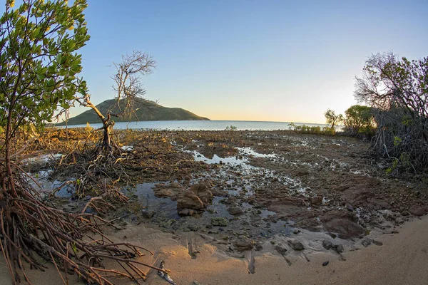 Sunrise Spreading Warm Glow Saltwater Mangrove Environment Rocky Beach Low — Foto Stock