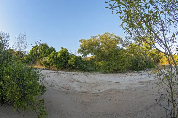 Mangrowe Rodzima Roślinność Piaszczystej Plaży Tuż Wschodzie Słońca Jasnym Tle — Zdjęcie stockowe