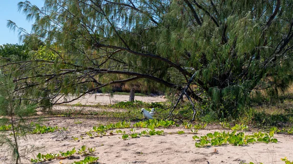 Two Cockatoos Trees Sand Beach Looking Food — Photo