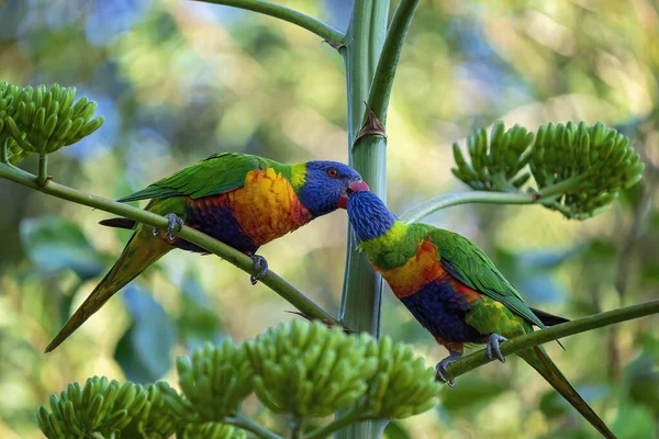 Two Colorful Rainbow Lorikeets Pecking Each Other Tree Branch Imagen De Stock