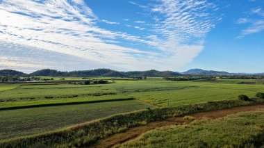 Aerial of agricultural sugarcane fields under a cloudy blue sky