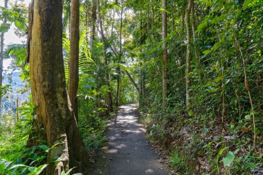 Bir milli parktaki dağ yamacı boyunca tropikal bitki örtüsü boyunca yürüyorum.