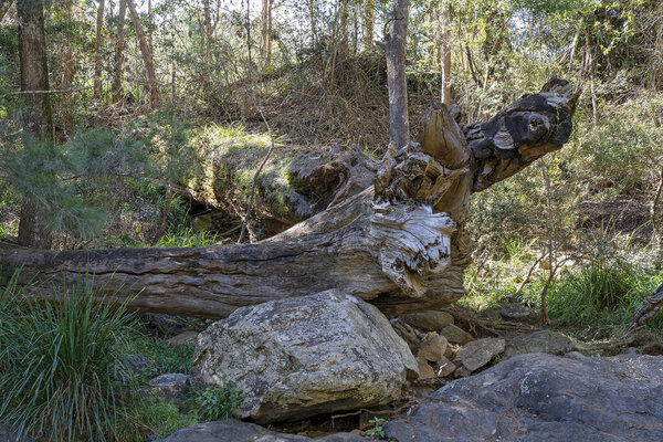 Large fallen trees and rocks on a creek bank in the sub-tropical forest environment of a national park
