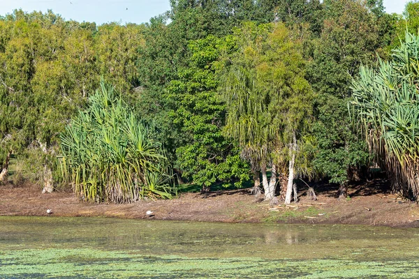 Botanik Bahçeleri Ibis Kuşlarının Bir Gölün Kıyısında Yiyecek Için Gagaladığı — Stok fotoğraf