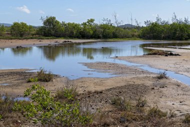 Çamur ve mangrov ortamı arasında tuz havuzunda yatan su.