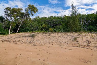 Kumlu bir sahilde, bulutlu mavi gökyüzünün altında kumulları olan bir sahil bitkisi.