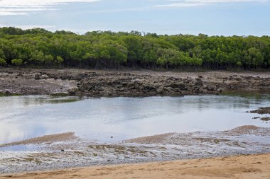 Çamur ve kumsallarla alçak sularda bir dere görünür ve bir çalı kıyı şeridi