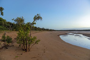 Sular çekildiğinde mangrov bitkileriyle dolu bir sahil. Gün doğumunun yumuşak renkleriyle yıkanmış.