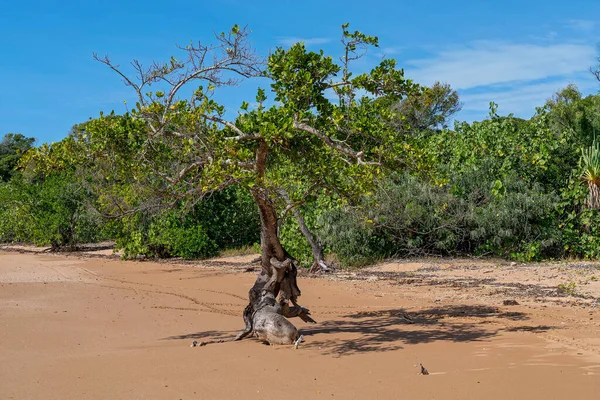 Les Racines Tordues Mangrove Eau Salée Sur Plage Marée Basse — Photo