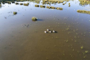 Sulak alanların üzerinden dört pelikana doğru uçuyorlar ve yavruları bataklıkta yüzüyor.