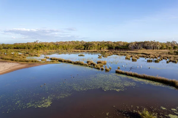 stock image Aerial over wetlands and four pelicans and their chicks and other wildlife swimming in the swampy water